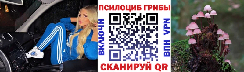 Галлюциногенные грибы Psilocybe  Пикалёво 